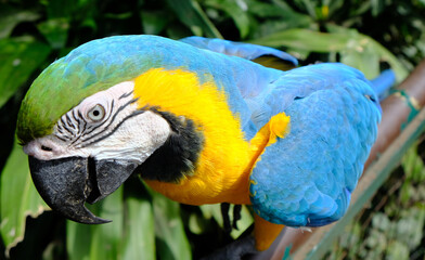 Bolivia Santa Cruz de la Sierra - Blue-and-gold macaw (Ara ararauna) in Municipal Zoo