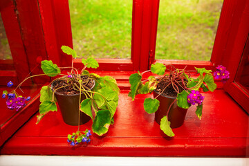Geranium on the windowsill . Room flowers on the window 