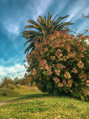 Primavera