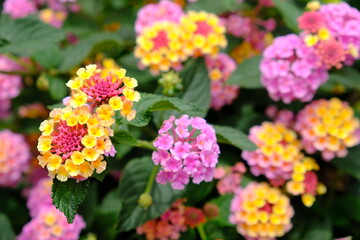 Costa Rica San Jose - Lantana camara flower plant