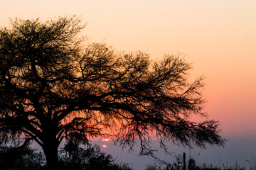 sunrise behind tree