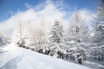 snow covered trees in the forest