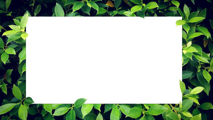 White blank space for text with green leaves as backdrop,leaf text frame.
