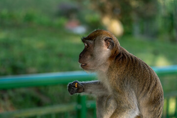 Pensive Long-tailed macaque, cercopithecine primate. Cute monkey  in the wild 