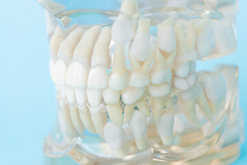Fototapeta na wymiar 歯の模型