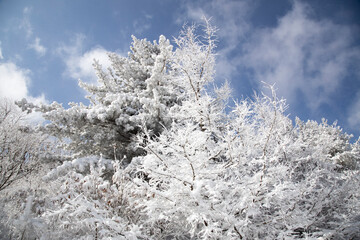 snow covered trees in the forest