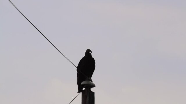 Close up isolated footage of the silhouette of a black vulture (Coragyps atratus), a native bird for Americas, perching on a telephone pole, observing around and then flying off.