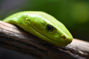 Green Snake