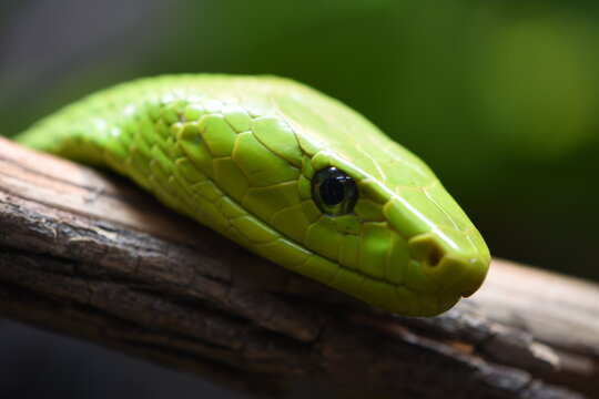 Green Snake