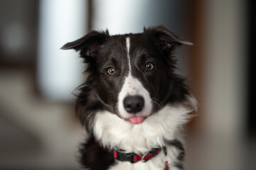 young border collie portrait in the house 