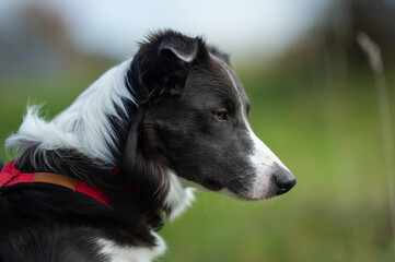 border collie dog portrait on the grass 