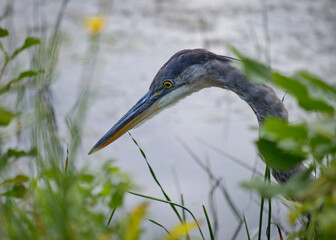 Head of A Great Blue Heron (Ardea herodias) in shalllow pond water