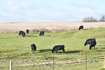 Cattle Grazing