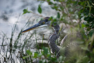 Head of A Great Blue Heron (Ardea herodias) hiding behind bush in shalllow pond water