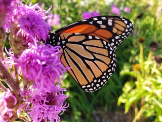 butterfly on flower