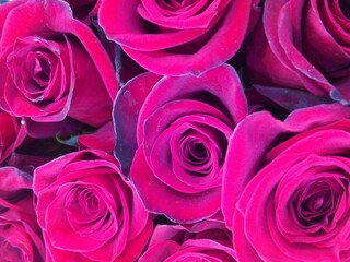 pink roses background
