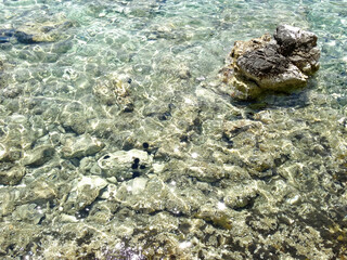 Clean water with Sea urchin under the water during summer season. Sea urchins are typically spiny, globular animals, echinoderms in the class Echinoidea. 
