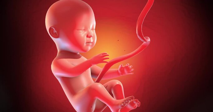 Human Baby Fetus Sleeping Peacefully Then Kicking And Moving. Seamless Loop. Science And Health Related High Quality 4K 3D Animation