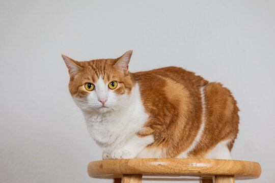 Wide-eyed Orange And White House Cat Looking At The Camera  