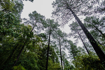 Large tall trees in the forest woods broken bow Oklahoma photographed from below  