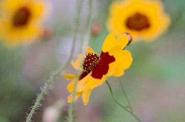 Yellow and rust colored blossom, taken with macro lens