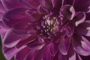 The Central part of a large Dahlia flower. Good depth of field.