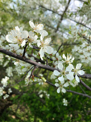 White Apple Blossom Flowers