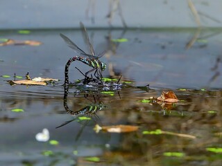 オオルリボシヤンマの産卵シーン