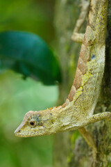 Swinhoe's tree lizard