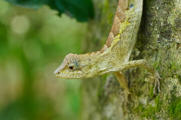 Swinhoe's tree lizard