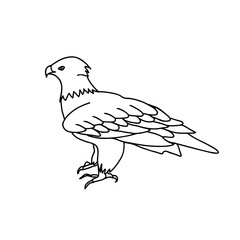 Eagle vector illustration. Hawk, standing in profile, line drawing.