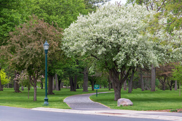 path through park with flowering tree