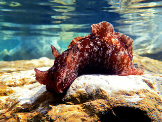 Underwater shot on large sea hare  in Mediterranean sea (Aplysia punctata)