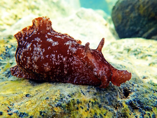 Underwater shot on large sea hare  in Mediterranean sea (Aplysia punctata) © Kolevski.V