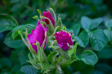 Macro of multiple small wild colorful pink roses on a shrub.  The deep pink flowers have small green leaves surrounding the petals. The buds are have their petals wrapped around each other.