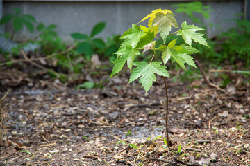 Maple tree sapling
