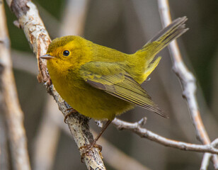 golden warbler on a tree branch