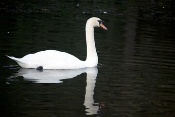Swimming swan, with reflection in water