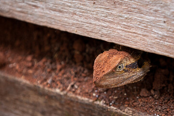 An australian eastern water dragon (Intellagama lesueurii), covered in the local red soil wathces intently from between timber planks.