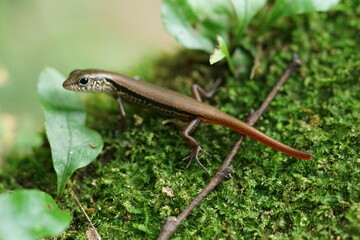 Sphenomorphus taiwanensis (Skink)
