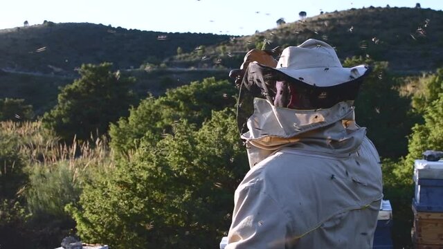 Beekeeper manipulating and inspecting honeycombs with many bees around him, with a magical sunset and beautiful nature
