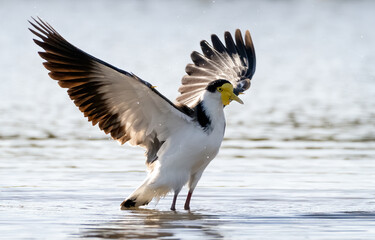 Plover Bird Flapping It's Wings On The Sea Shore. The plover is a wading shorebird. Its scientific name is Charadriinae
