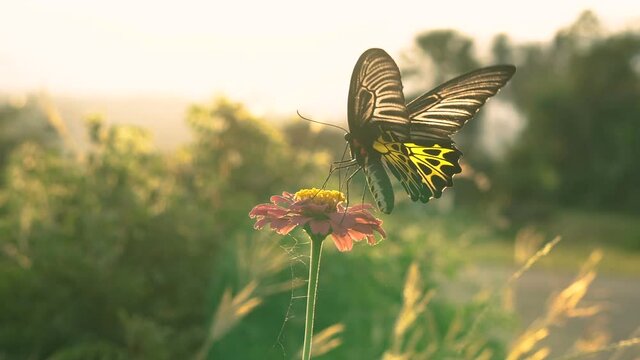 butterfly flying on pink flower with wind is blowing in evening