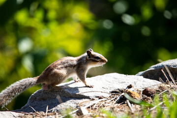 Little squirrel in the forest