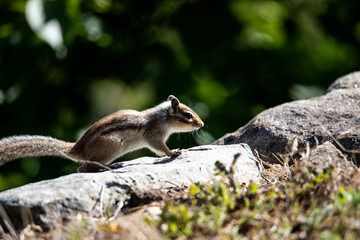 Little squirrel in the forest