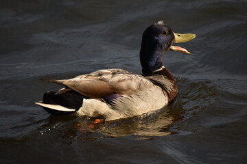 duck on the water