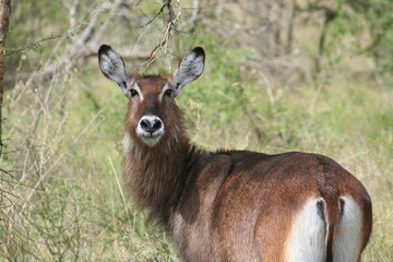 ウォーターバック
