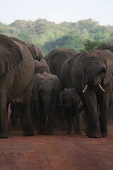 Obraz premium 象の家族