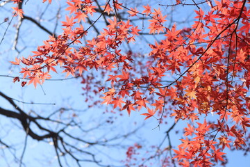 もみじ【井の頭公園】
