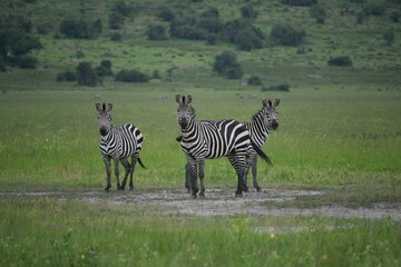 Fototapeta premium しまうま